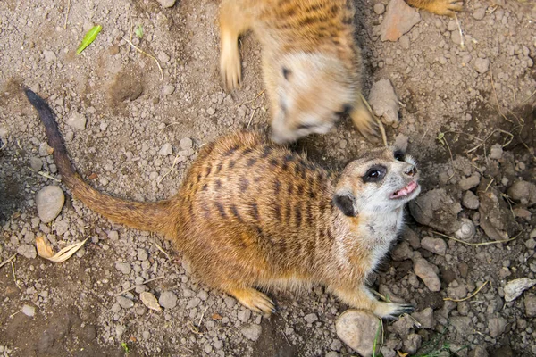 Meerkats Dess Vetenskapliga Namn Suricata Suricatta — Stockfoto