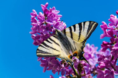 Eski dünya kırlangıç kuşu. Bilimsel adı Papilio machaon. Yaygın leylak renginde.