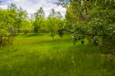 Yaygın atmacaların bilimsel adı Crataegus monogyna 'dır ve Potharaszti' de ormanın açık bir yerindedir.