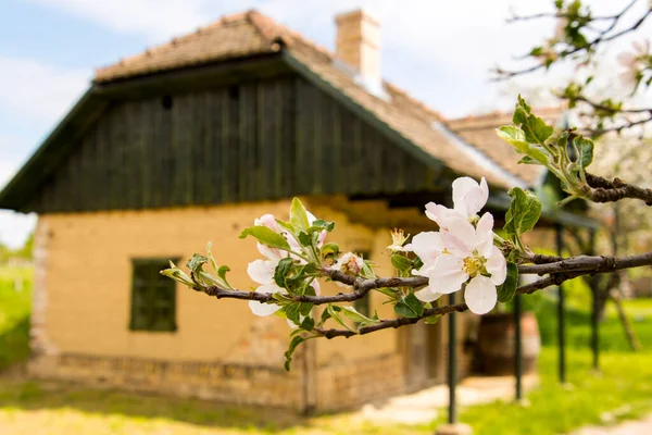 Kwiat Jabłoni Stary Dom Monor — Zdjęcie stockowe