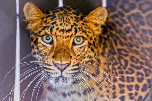 Leopardo Del Norte China Nombre Científico Panthera Pardus Japonensis — Foto de Stock