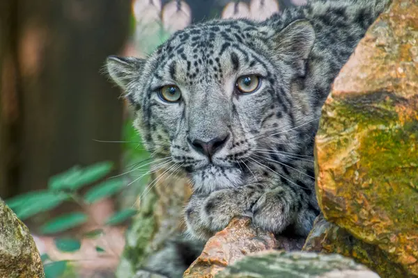 Kar leoparı, bilimsel adı Panthera uncia