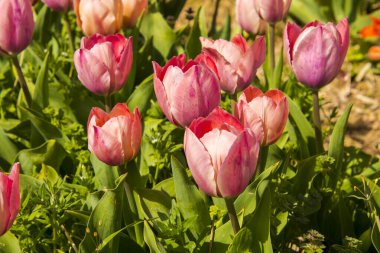Morahalom 'daki Lale Bahçesinde somon van Eijk lale çiçekleri