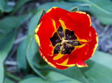 Morahalom 'daki Lale Bahçesinde Banja Luka lale çiçekleri