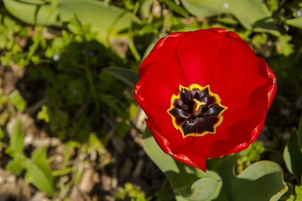 Fleurs Tulipes Rouges Dans Jardin Tulipes Morahalom — Photo
