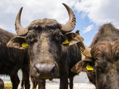Evcil su bufalosu, bilimsel adı Bubalus bubalis