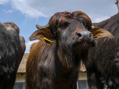 Evcil su bufalosu, bilimsel adı Bubalus bubalis