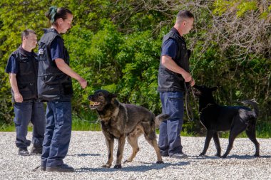 SZEGED, HUNGARY - 23 NİSAN. 2023: Szeged Hayvanat Bahçesi Polis ve İtfaiye Teşkilatı 'nda köpek gösterisi
