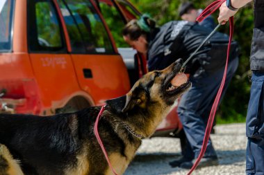 SZEGED, HUNGARY - 23 NİSAN. 2023: Szeged Hayvanat Bahçesi Polis ve İtfaiye Teşkilatı 'nda köpek gösterisi