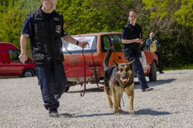 SZEGED, HUNGARY - 23 NİSAN. 2023: Szeged Hayvanat Bahçesi Polis ve İtfaiye Teşkilatı 'nda köpek gösterisi