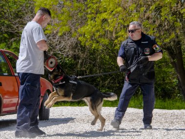 SZEGED, HUNGARY - 23 NİSAN. 2023: Szeged Hayvanat Bahçesi Polis ve İtfaiye Teşkilatı 'nda köpek gösterisi