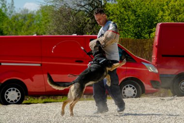 SZEGED, HUNGARY - 23 NİSAN. 2023: Szeged Hayvanat Bahçesi Polis ve İtfaiye Teşkilatı 'nda köpek gösterisi