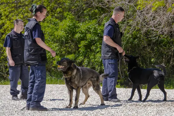 Zeged Hungría Abril 2023 Exposición Canina Día Policía Servicio Bomberos — Foto de Stock