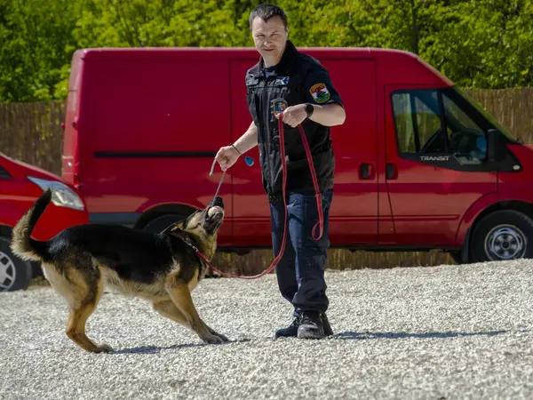 SZEGED, HUNGARY - 23 NİSAN. 2023: Szeged Hayvanat Bahçesi Polis ve İtfaiye Teşkilatı 'nda köpek gösterisi