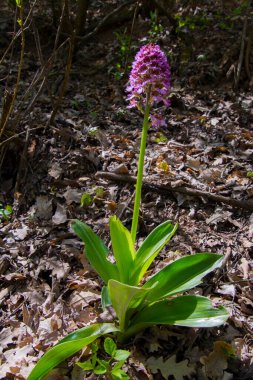 Bayan orkide. Bilimsel adı Orchis purpurea