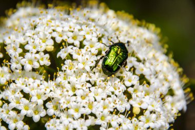 Ağaç çiçekleri, bilimsel adı Viburnum lantana ve gül chafer, bilimsel adı Cetonia aurata