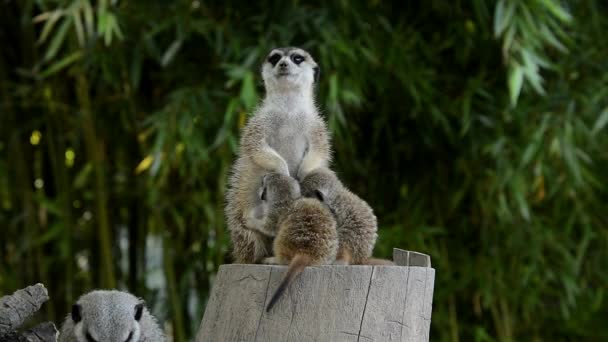 Meerkat Family Its Scientific Name Suricata Suricatta — Stock Video