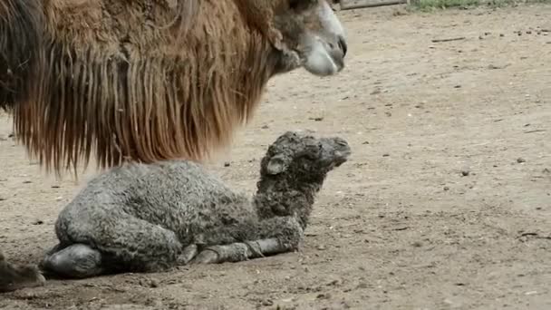 Рождение Двугорбого Верблюда Научное Название Camelus Bactrianus — стоковое видео