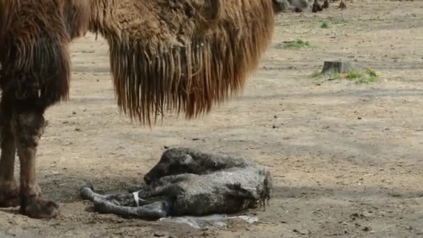 Nascimento Camelo Duas Corcundas Seu Nome Científico Camelus Bactrianus — Vídeo de Stock