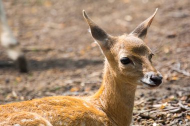 Farsça geyik yavrusu. Bilimsel adı Dama mezopotamya.