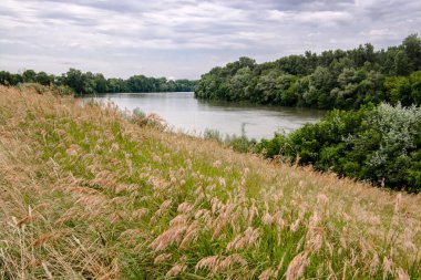Güney Hungay, Algyo yakınlarındaki Tisza nehri.