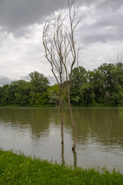 Güney Hungay, Algyo yakınlarındaki Tisza nehri.