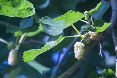 Beyaz dut meyvesi, bilimsel adı Morus Alba.