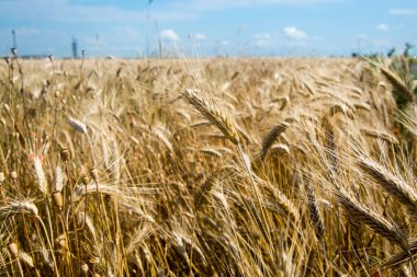 Yazın Güney Macaristan 'da Szeged yakınlarında buğday tarlası