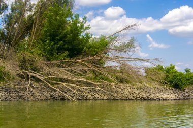 Güney Macaristan 'da Mohacs' taki Tuna Nehri 'ndeki kum resifi ve orman.