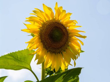 Yaygın ayçiçeği, bilimsel adı yazın Helianthus Annuus 'tur.