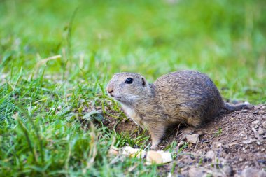 Avrupa sincabı, bilimsel adı Spermophilus citellus Slovakya, Muran 'da