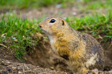 Avrupa sincabı, bilimsel adı Spermophilus citellus Slovakya, Muran 'da