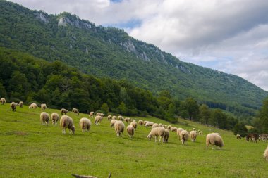 Yazın Slovakya 'da Muran yakınlarında koyun otlağı