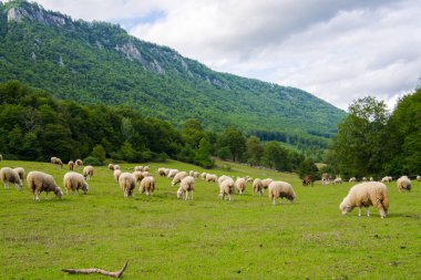 Yazın Slovakya 'da Muran yakınlarında koyun otlağı