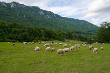 Yazın Slovakya 'da Muran yakınlarında koyun otlağı