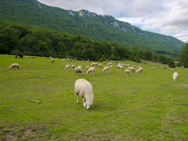 Yazın Slovakya 'da Muran yakınlarında koyun otlağı