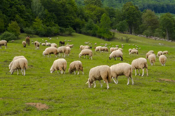 夏のスロバキアのムラン近くの羊の牧場 ストック写真