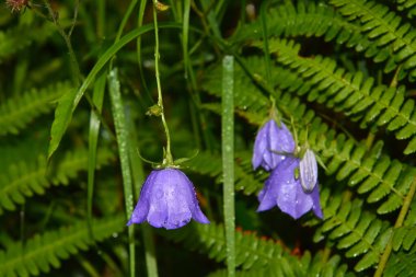 Şeftali yapraklı çan çiçeği. Bilimsel adı Campanula persisisifolia. Tatra dağlarındaki ormanda.