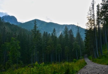 Tatra dağlarındaki Kezmarska Vadisi 'ndeki dağlara giden kirli ve kayalık yol.