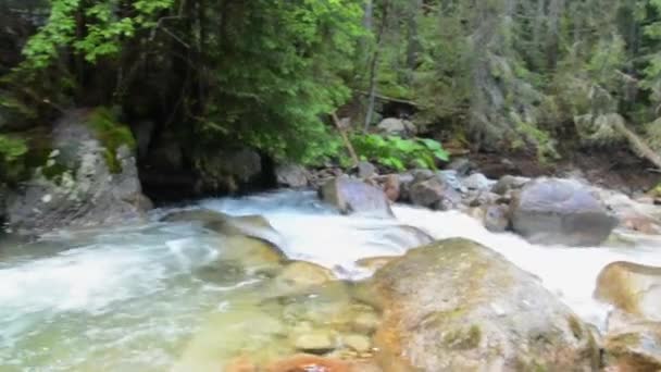 Kezmarska Biela Voda Potok Tatry Údolí — Stock video