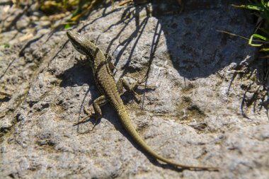 Kum kertenkelesi, bilimsel adı Lacerta agilis yazın Macaristan 'ın Somlo Dağı' nda.