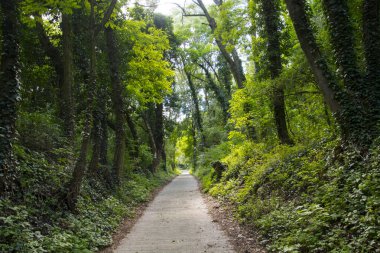 Yazın Macaristan 'ın Somlo Dağı' nda