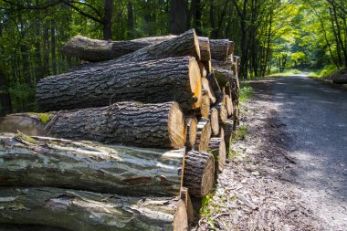 Yazın Borzsony Dağı 'ndaki Dregely Şatosu yakınlarındaki ormanda yol kenarındaki kütükler.