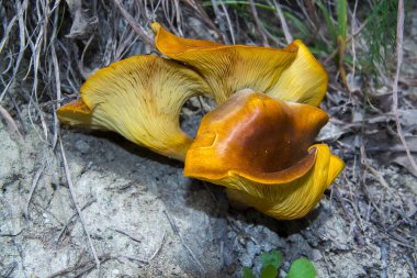 Balkabağı mantarı. Bilimsel adı Omphalotus Olearius.