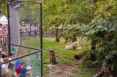 SZEGED, HUNGARY - 25 AĞUSTOS. 2023: Szeged Hayvanat Bahçesi 'nde aslan ve ziyaretçiler