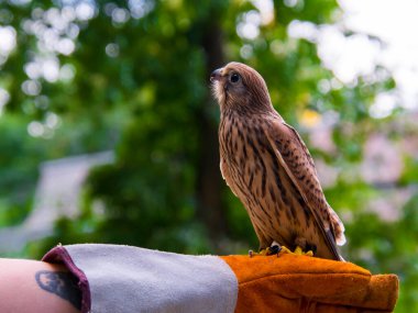 Yaygın kerkenezin bilimsel adı Falco tinnunculus 'tur.