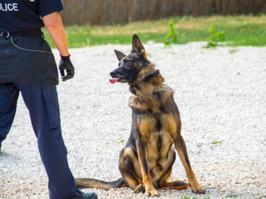 Alman çoban köpeği bir polis gösterisinde oturuyor.