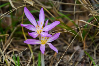 Crocus Çiçeği, bilimsel adı Asotthalom 'daki Colchicum arenaryumu.