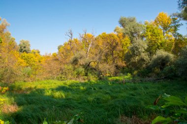 Macaristan 'daki Tisza nehri boyunca Martly yakınlarındaki su baskını ormanı