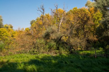 Macaristan 'daki Tisza nehri boyunca Martly yakınlarındaki su baskını ormanı